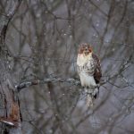 cp168开奖结果查询与最新开奖信息 jw9kox