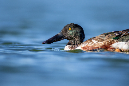 C罗独家直播畅聊职业生涯与未来规划