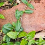 Chrome浏览器在线电视直播全攻略:免费高清节目随心看 v9apjgym